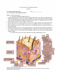 Exercise 5 Anatomy Human Anatomy And Physiology Laboratory Exercise