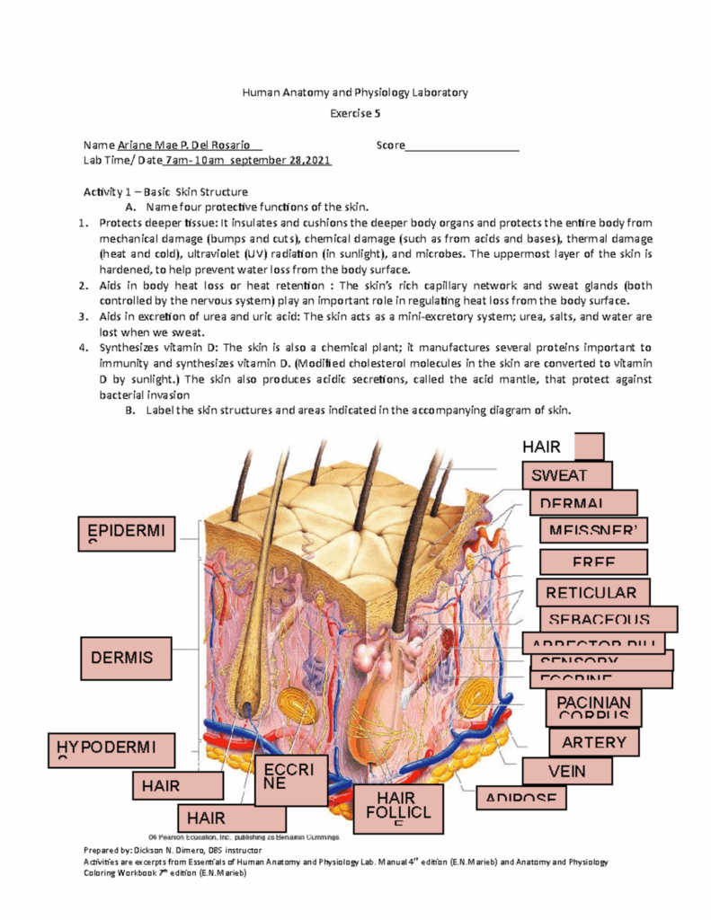Exercise 5 Anatomy Human Anatomy And Physiology Laboratory Exercise 