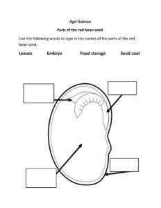 Explore The Anatomy Of Seeds With Engaging Worksheets