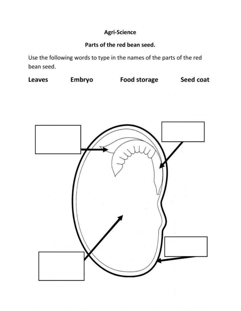 Explore The Anatomy Of Seeds With Engaging Worksheets