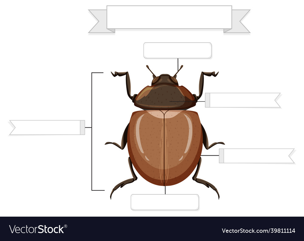 External Anatomy Of A Beetle Worksheet Royalty Free Vector