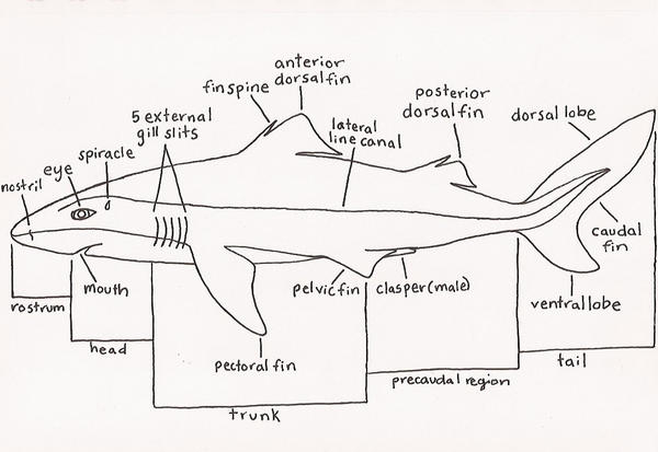 External Shark Anatomy By KateBait On DeviantArt