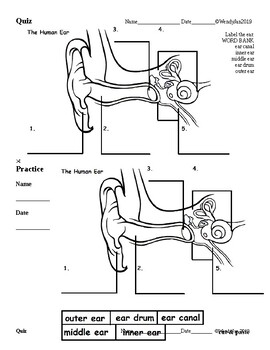 Eye And Ear Anatomy Worksheet Answers