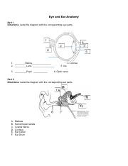 Eye And Ear Anatomy Worksheet pdf Eye And Ear Anatomy Part I 