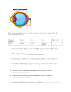 Eye Structure And Function Worksheet Anatomy Worksheets