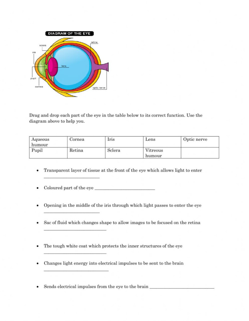 Eye Structure And Function Worksheet Anatomy Worksheets