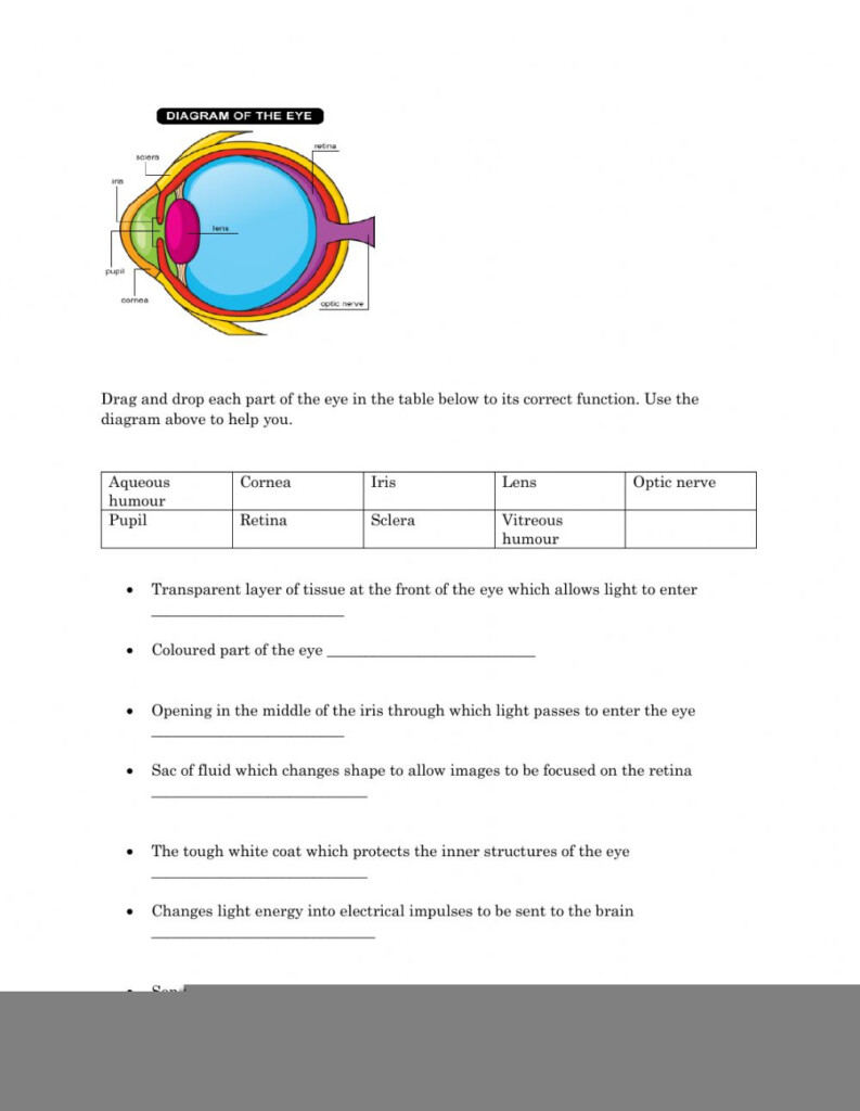 Eye Structure And Function Worksheet Anatomy Worksheets
