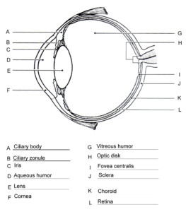 Eye Structure Diagram Labeled Do You Know Which Part Of Your