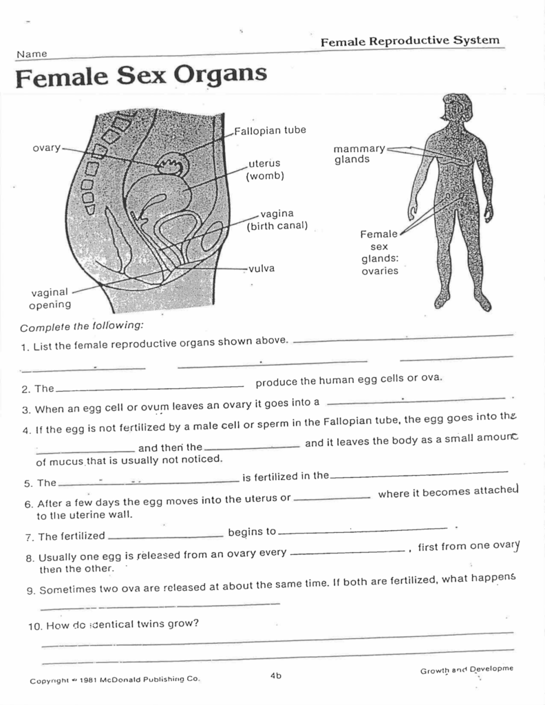 Female Anatomy Worksheet Christopher Beaver Library Formative Anatomy 
