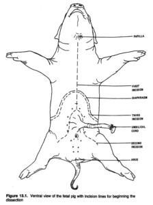 Female Fetal Pig Anatomy And Simulated Dissection Worksheet Printable