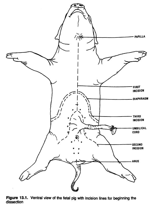 Female Fetal Pig Anatomy And Simulated Dissection Worksheet Printable 