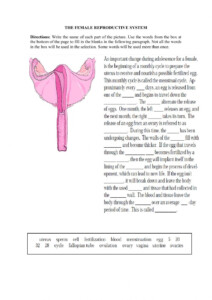 Female Reproductive System And Menstrual Cycle Worksheet Female
