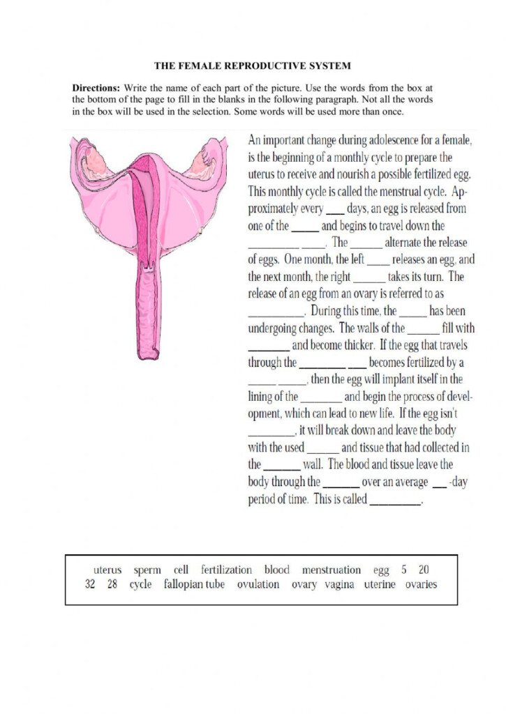 Female Reproductive System And Menstrual Cycle Worksheet Female 