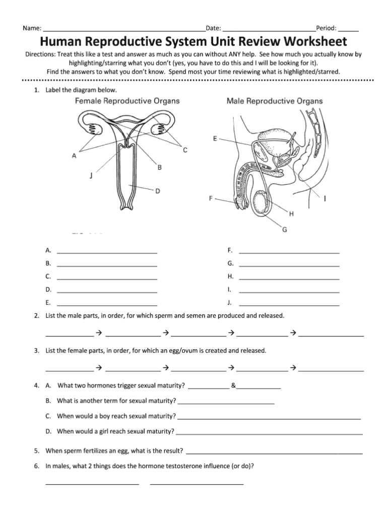 Female Reproductive System Diagram Worksheet Answers Diagram Media 
