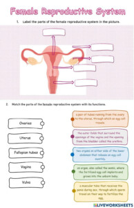 Female Reproductive System Facts Worksheets The Menstrual Cycle