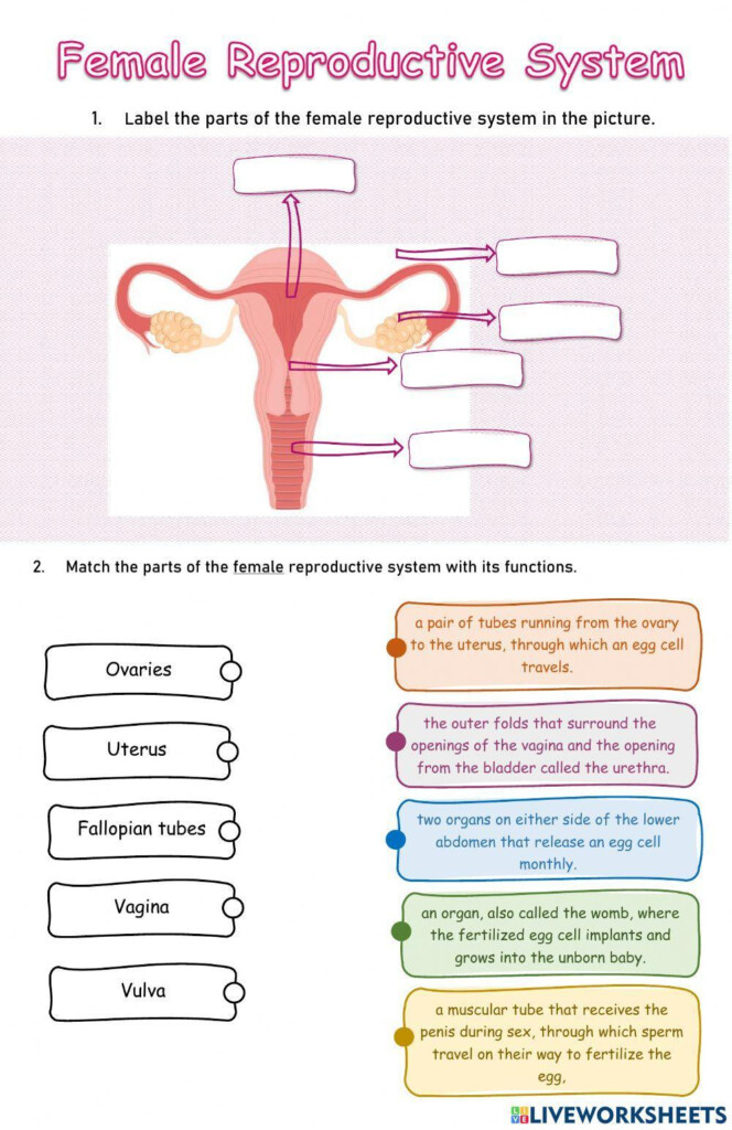 Female Reproductive System Facts Worksheets The Menstrual Cycle 