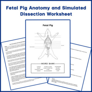 Fetal Pig Anatomy And Simulated Dissection Worksheet By Think Tank