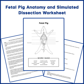Fetal Pig Anatomy And Simulated Dissection Worksheet By Think Tank 