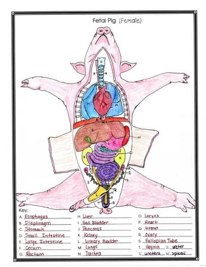 Fetal Pig Anatomy And Simulated Dissection Worksheet Female Artofit