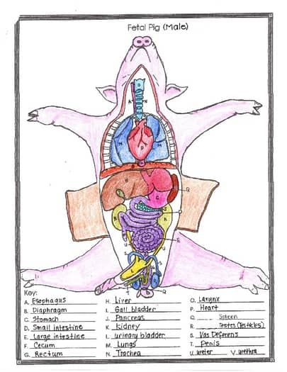Fetal Pig Anatomy And Simulated Dissection Worksheet female Pig 