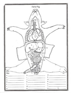 Fetal Pig Anatomy And Simulated Dissection Worksheet male By Biology Buff
