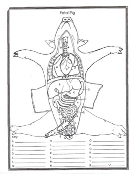 Fetal Pig Anatomy And Simulated Dissection Worksheet male By Biology Buff
