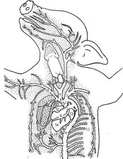 Fetal Pig Dissection Worksheet 1 Human Anatomy Physiology Animal 