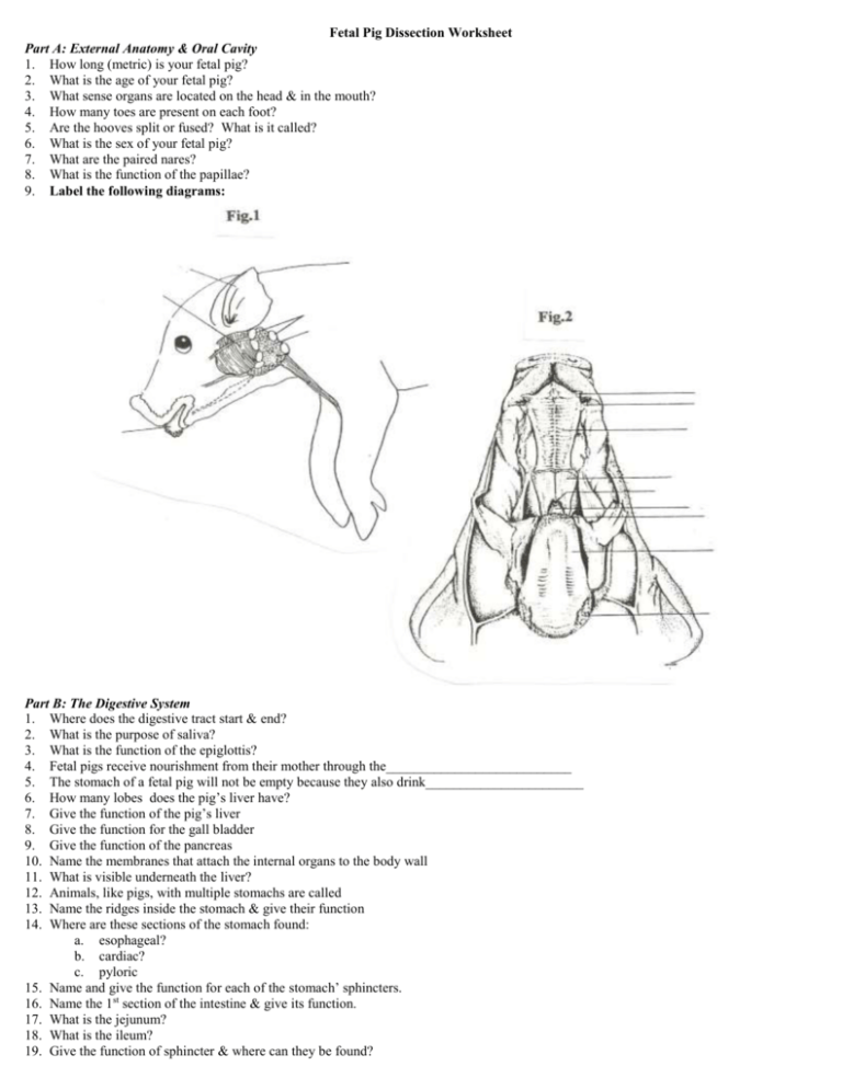 Fetal Pig Dissection Worksheet Anatomy Guide