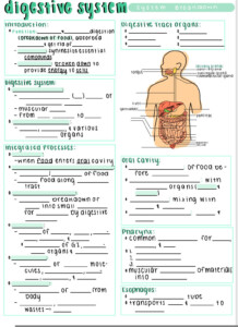 Fill In The Blank Anatomy And Physiology Worksheets Anatomy Worksheets