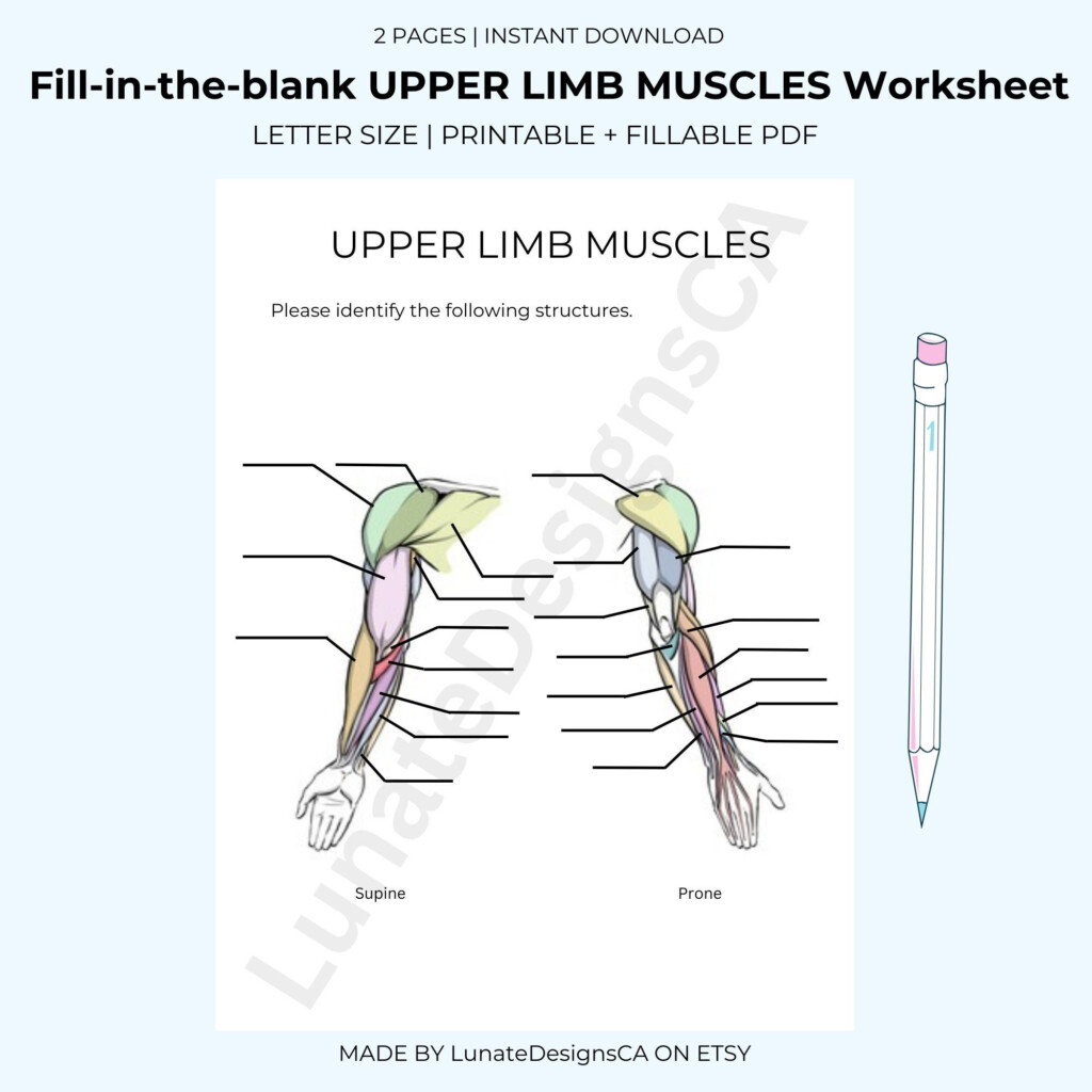 Fill in the blank Anatomy Muscle Worksheet UPPER LIMB Answer Key 