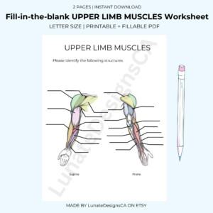 Fill in the blank Anatomy Muscle Worksheet UPPER LIMB Answer Key