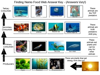 Finding Nemo Food Web Worksheet By CaptainJack TPT