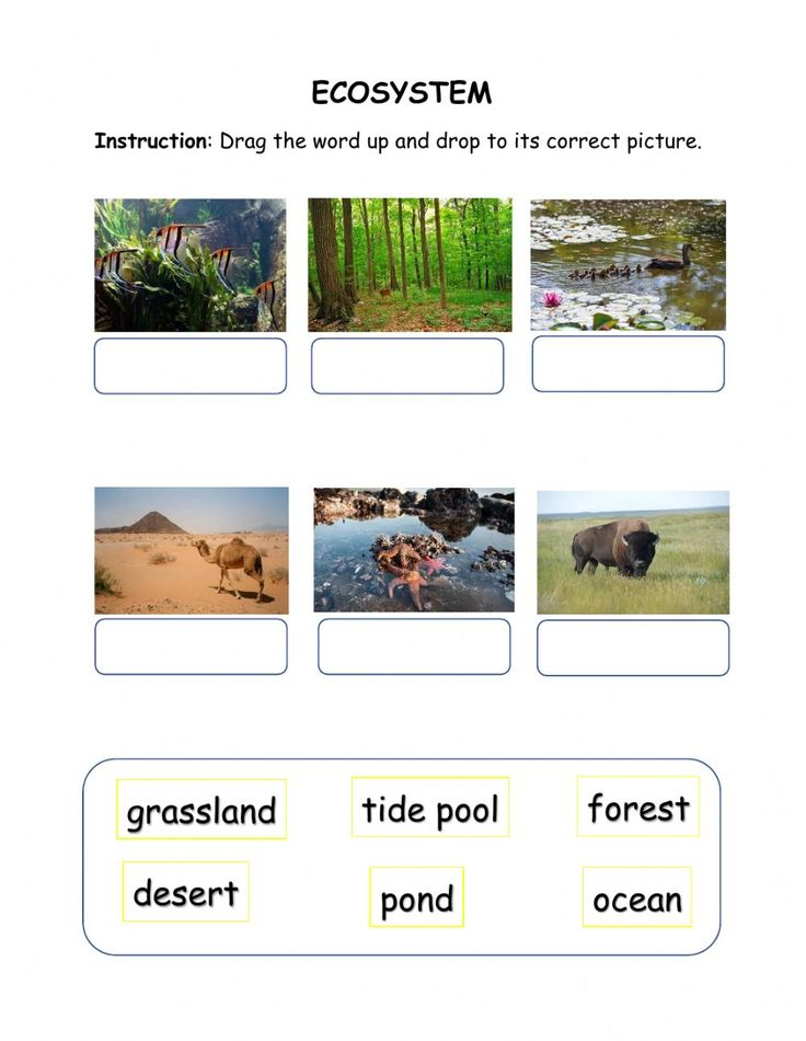Finish Ecosystems 1st Grade Worksheets Abiotic