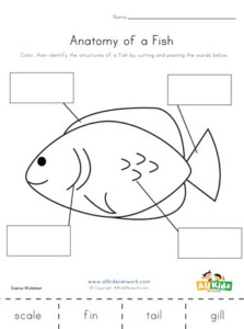 Fish Anatomy Worksheet