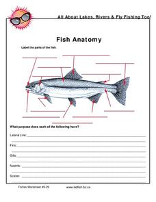 Fish Anatomy Worksheet For 5th 12th Grade Lesson Planet 
