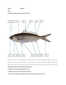 Fish Anatomy Worksheet
