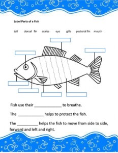 Fish Anatomy Worksheets