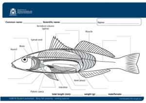 Fish Anatomy Worksheets Free Printable Printable Worksheets