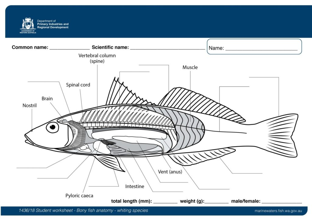 Fish Anatomy Worksheets Free Printable Printable Worksheets