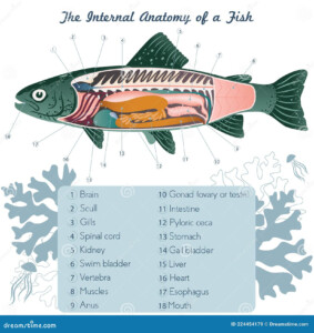 Fish Internal Anatomy Labeling Worksheet