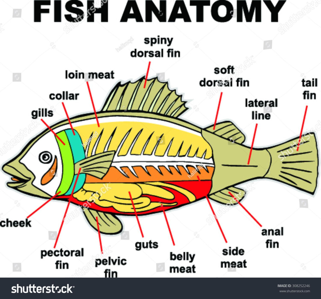 Fish Internal Anatomy Labeling Worksheet