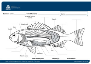 Fish Internal Anatomy Labeling Worksheet
