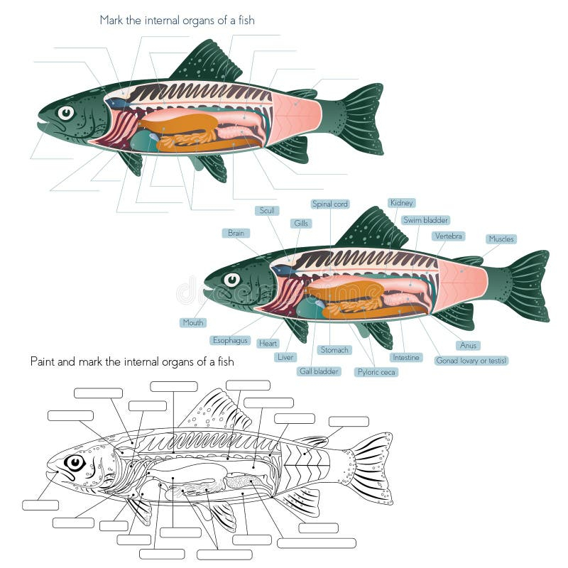 Fish Internal Anatomy Labeling Worksheet