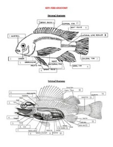 Fish Internal Anatomy Labeling Worksheet Worksheets Printable Free