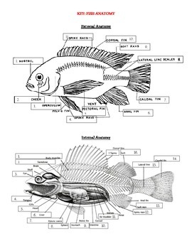 Fish Internal Anatomy Labeling Worksheet Worksheets Printable Free