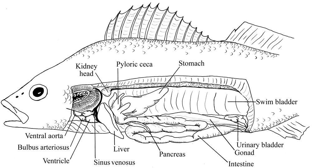 Fish Internal Anatomy Labeling Worksheet Worksheets Printable Free