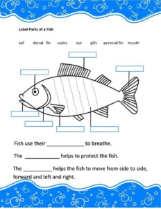 Fish Internal Anatomy Labeling Worksheets
