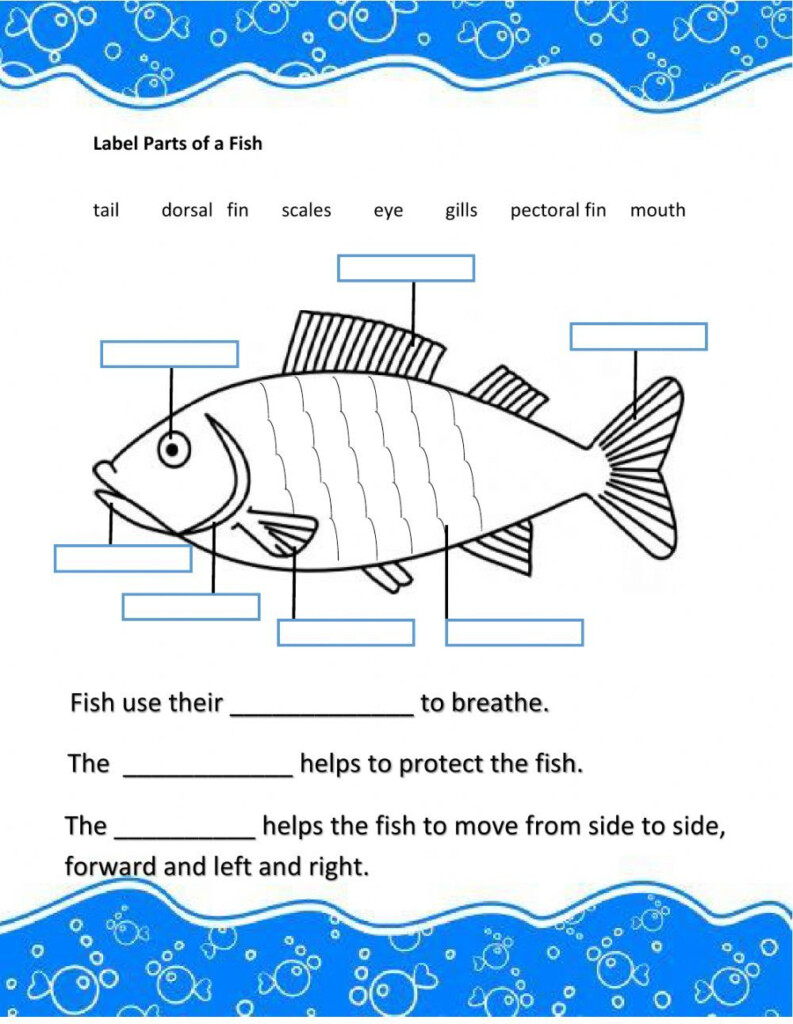 Fish Internal Anatomy Labeling Worksheets