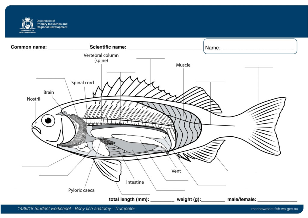 Fish Internal Anatomy Labeling Worksheets Printable Worksheets