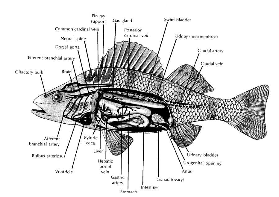 Fish Internal Anatomy Labeling Worksheets